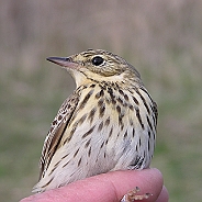 Föregående